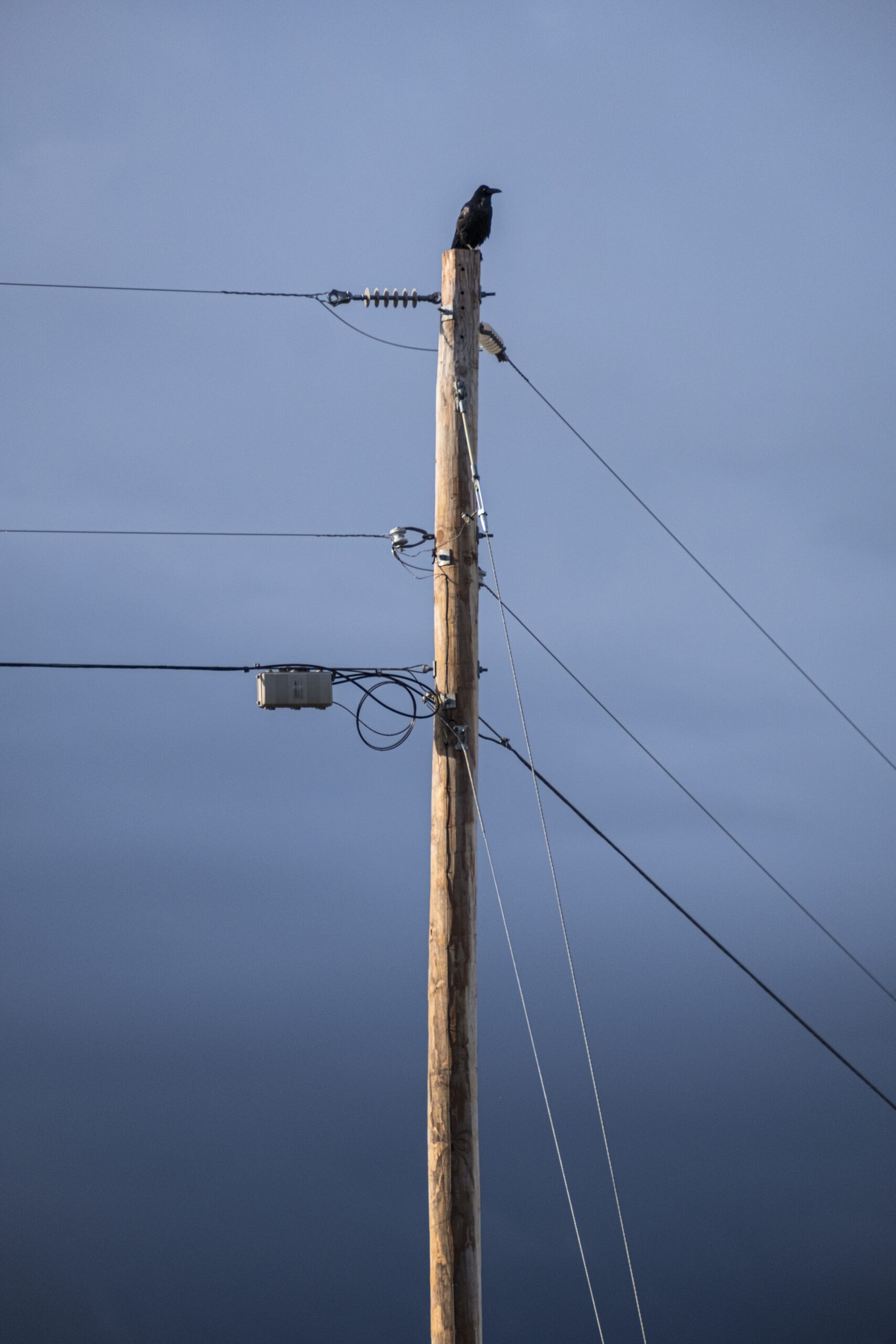 Taos, New Mexico - A solo bird, crow perched on top of pole A solo crow or raven sits perched atop a telephone power pole with the sky and clouds in the background.